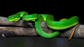 木头上的绿色竹叶青