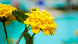 漂亮的黄颜色马缨丹