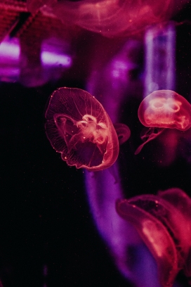 透明红色水母
