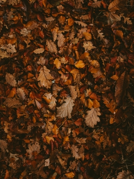 秋季的槲树枯叶