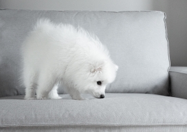 沙发上的白颜色日本尖嘴犬宠物狗