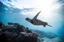 阳光深海中的游泳的海龟