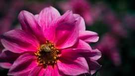 大丽花上采蜜的蜜蜂