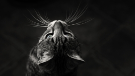 大展胡须的家猫