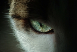 毛发光滑的猫眼写真