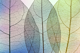 透明彩色的三叶草