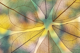 漂亮的对角透明彩叶