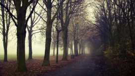 神秘的公园早晨