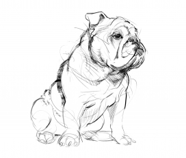 Lines-宠物狗的插画