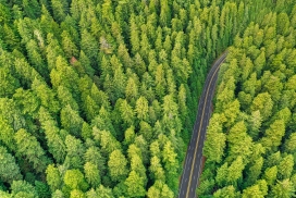 美丽的绿色森林公路