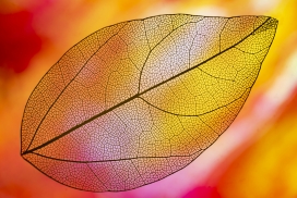 橙红色的透明纹理彩叶子