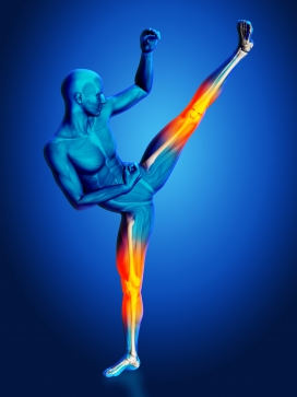 提跆拳道的人体结构图