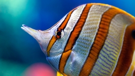 海洋蝴蝶观赏鱼