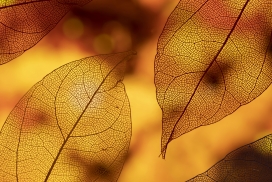 金黄色的透明彩叶