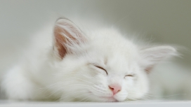 睡觉的大白猫