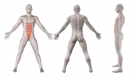 伸展的男性人体结构图