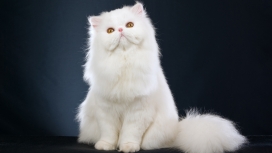 白猫红鼻的波斯猫