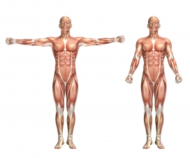 时尚清晰的人体肌肉解剖图