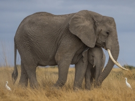 保护象宝宝的大象