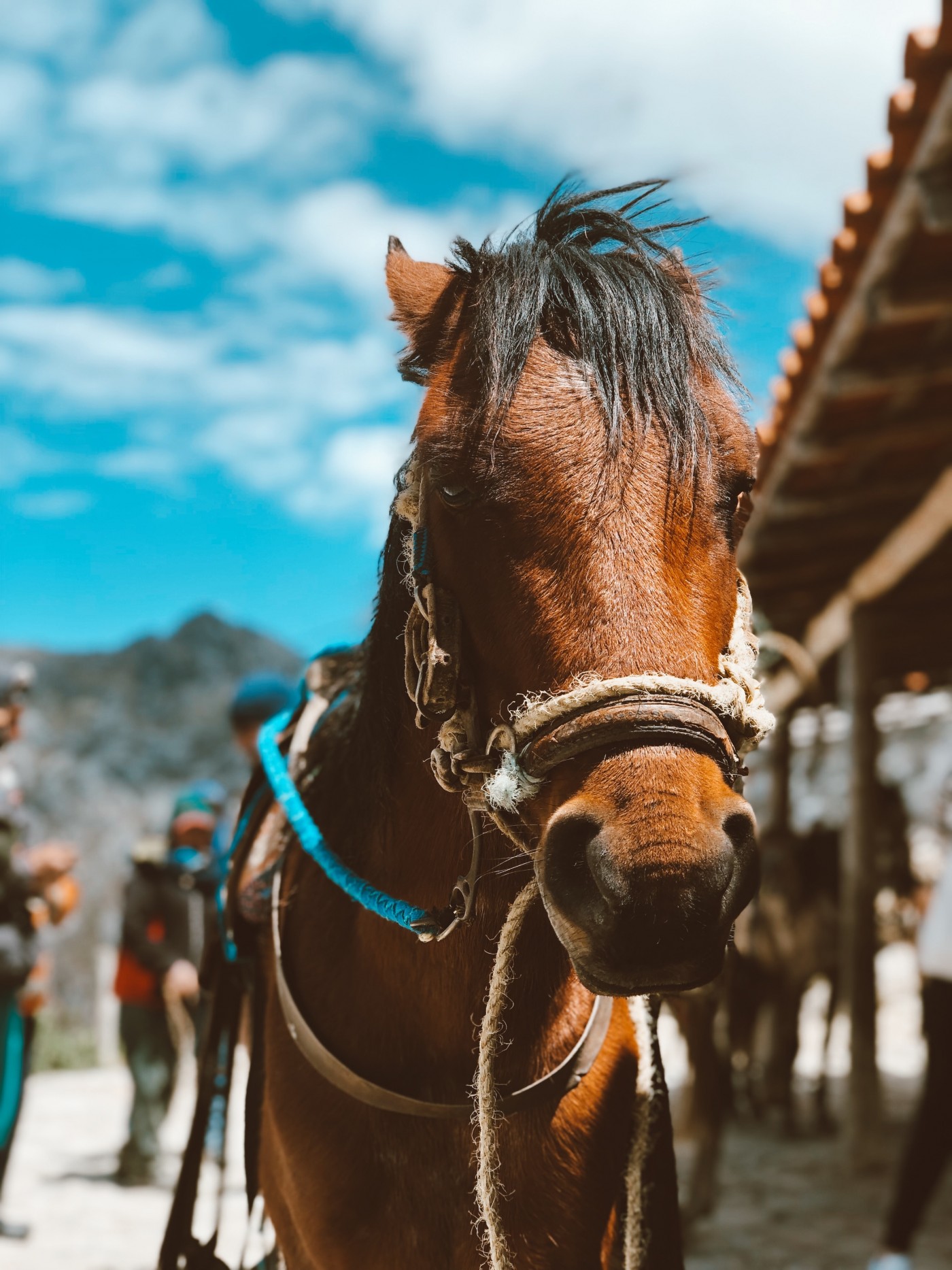 棕色骏马图图片