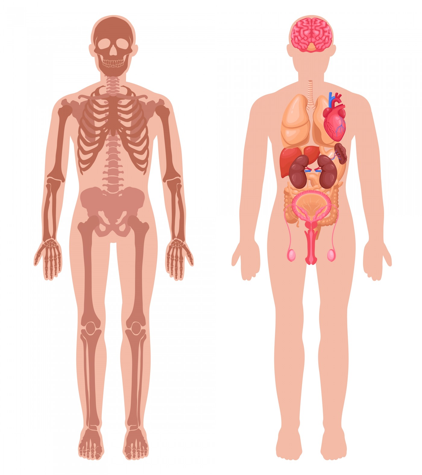 人体解剖学矢量图 手机移动版