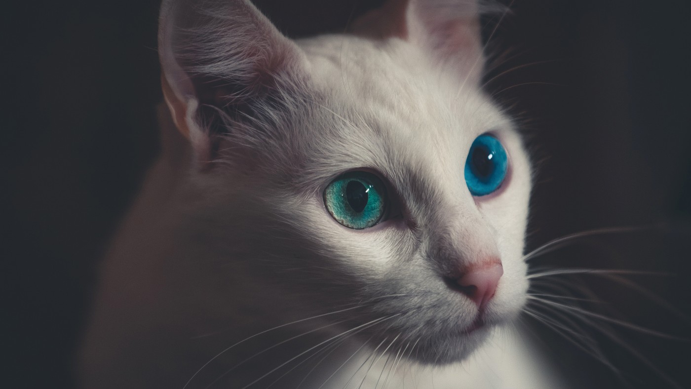 缅甸猫，蓝眼睛，2020，动物，高清，摄影预览 | 10wallpaper.com