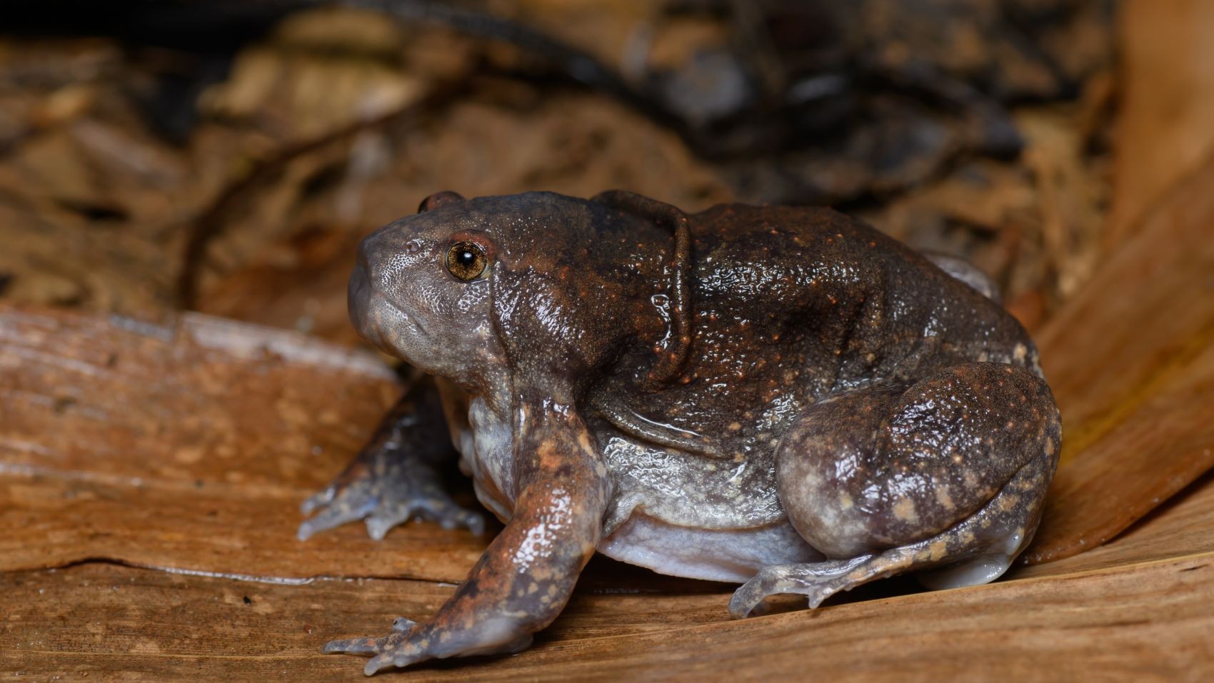 钝头穴居青蛙图片