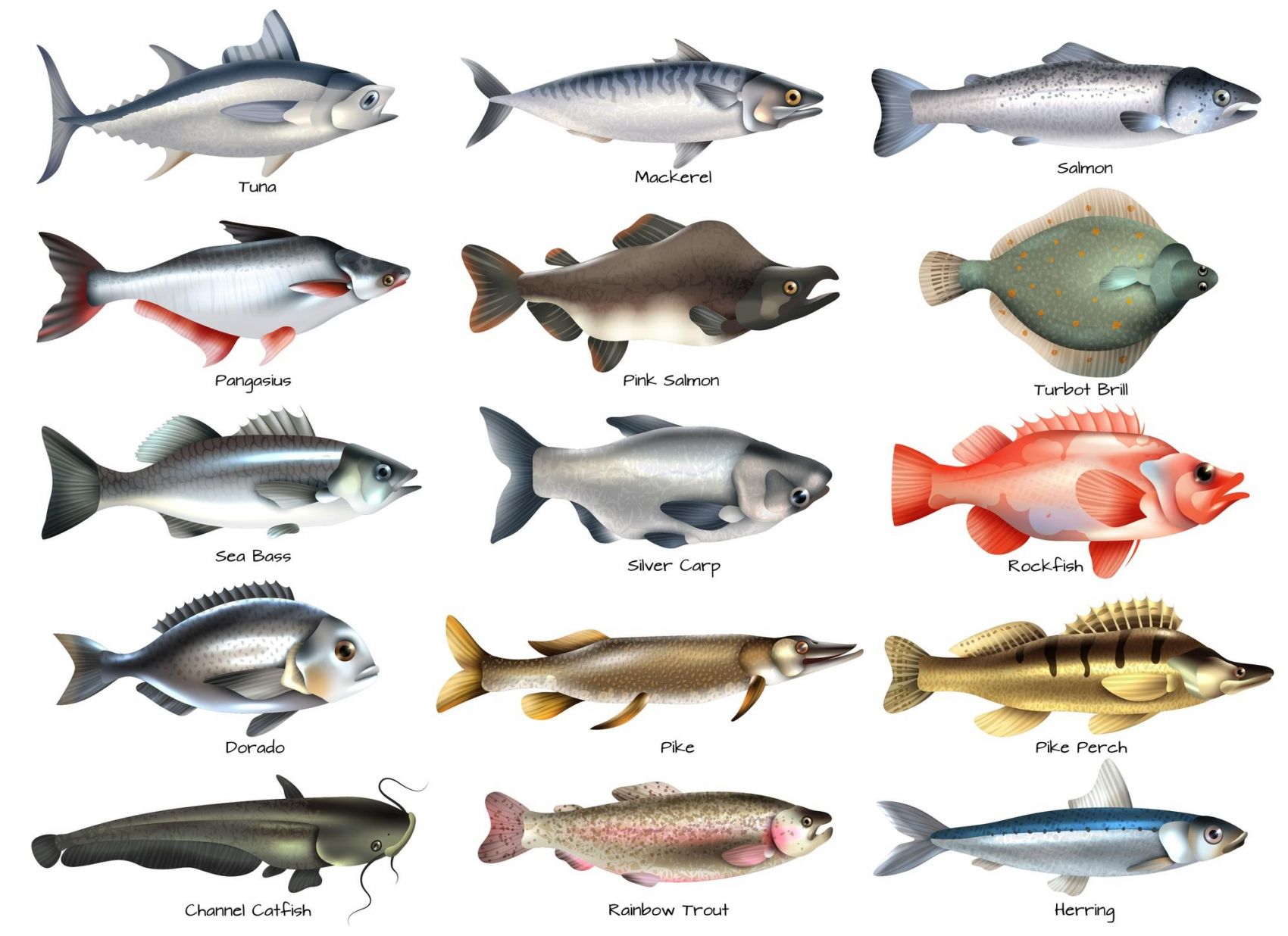 常见海鱼图鉴,150种海鱼的图片和名字 - 伤感说说吧