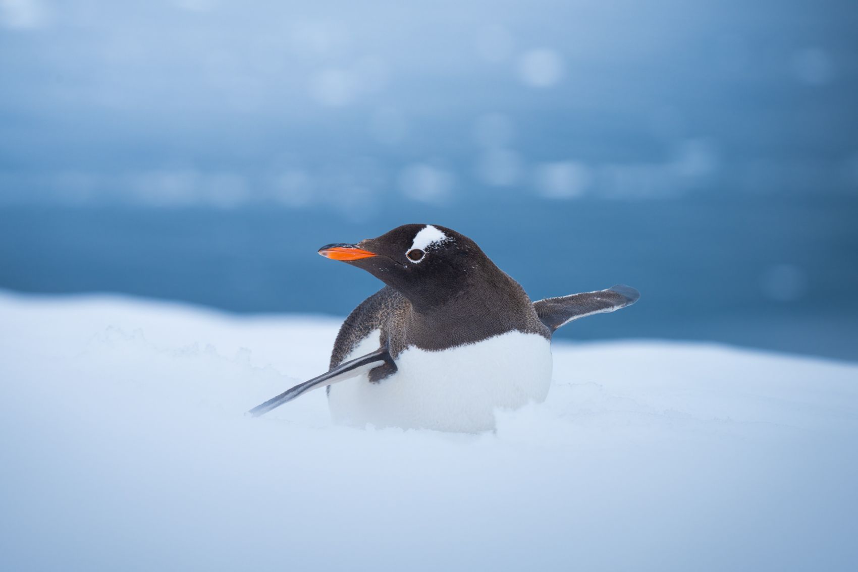 南极冰川的小企鹅 - 〖主题壁纸〗 - 飞扬社区