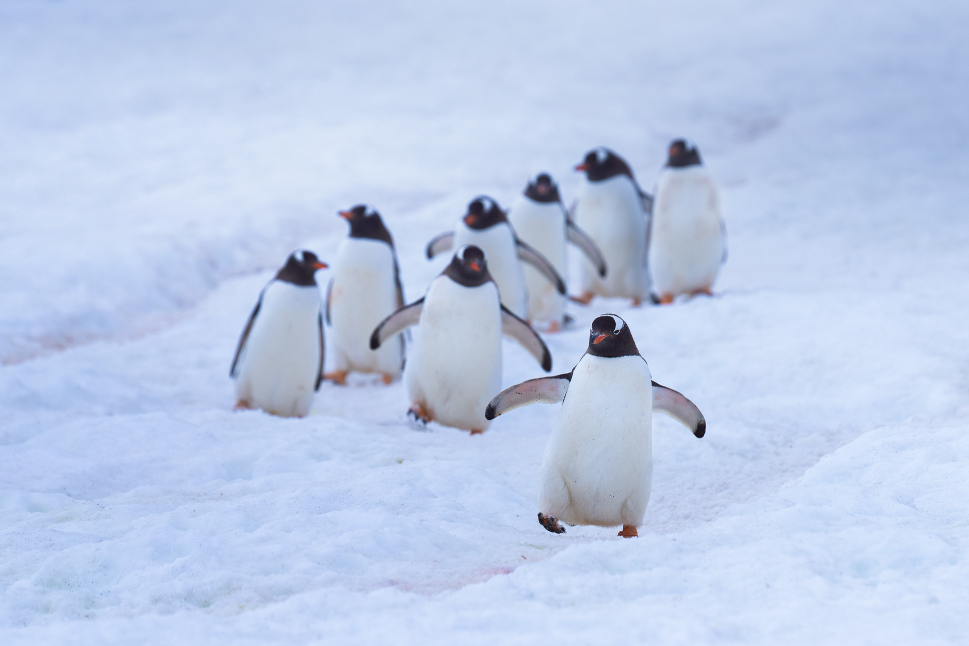 南极帝企鹅动物主题高清桌面壁纸预览 | 10wallpaper.com