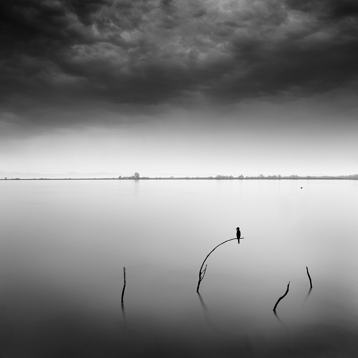 天堂鸟-湖边鸟黑白图---酷图编号4