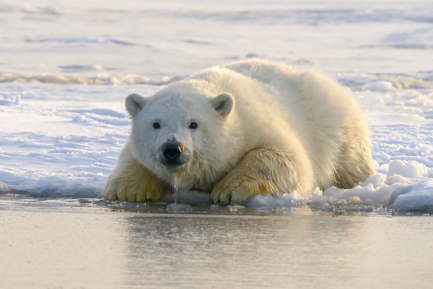 白色北极熊的近景摄影-千叶网