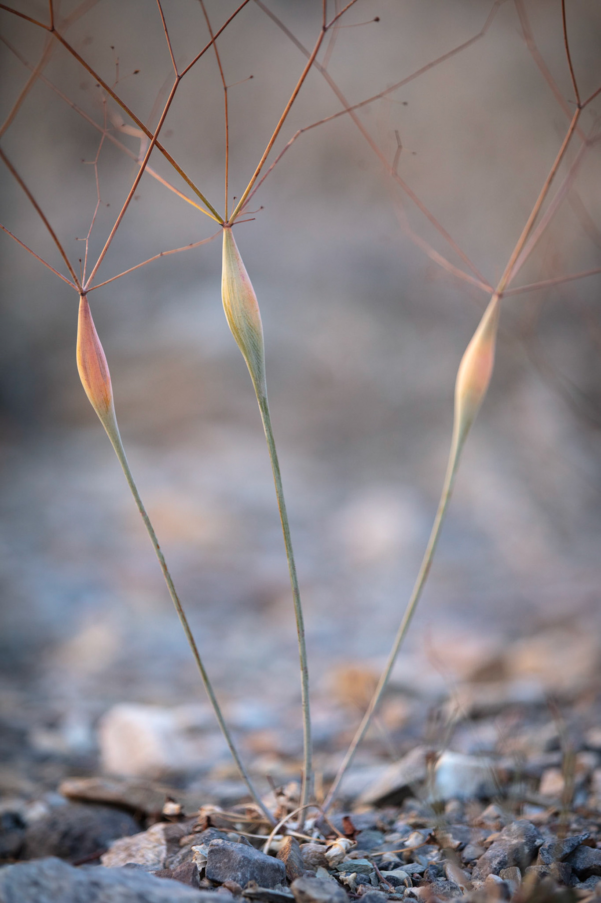 Death Valley-极端之地-死亡之谷---酷图编号53