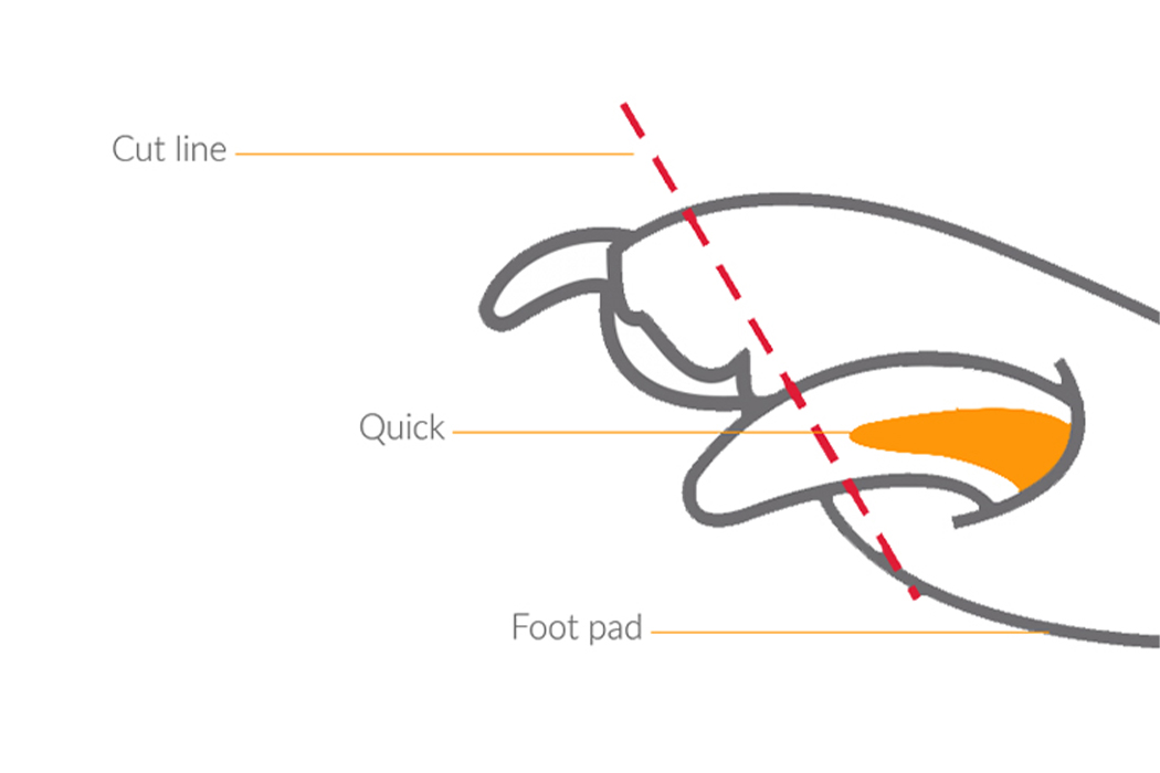 可夹住任何出血或压力的狗狗友好型指甲钳---酷图编号2