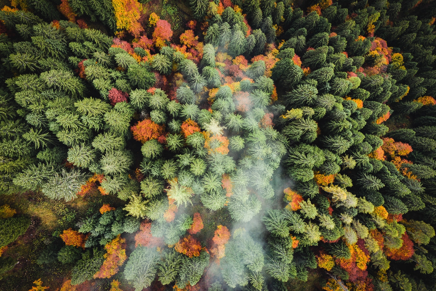 AUTUMN COLORS-秋天的色彩图片