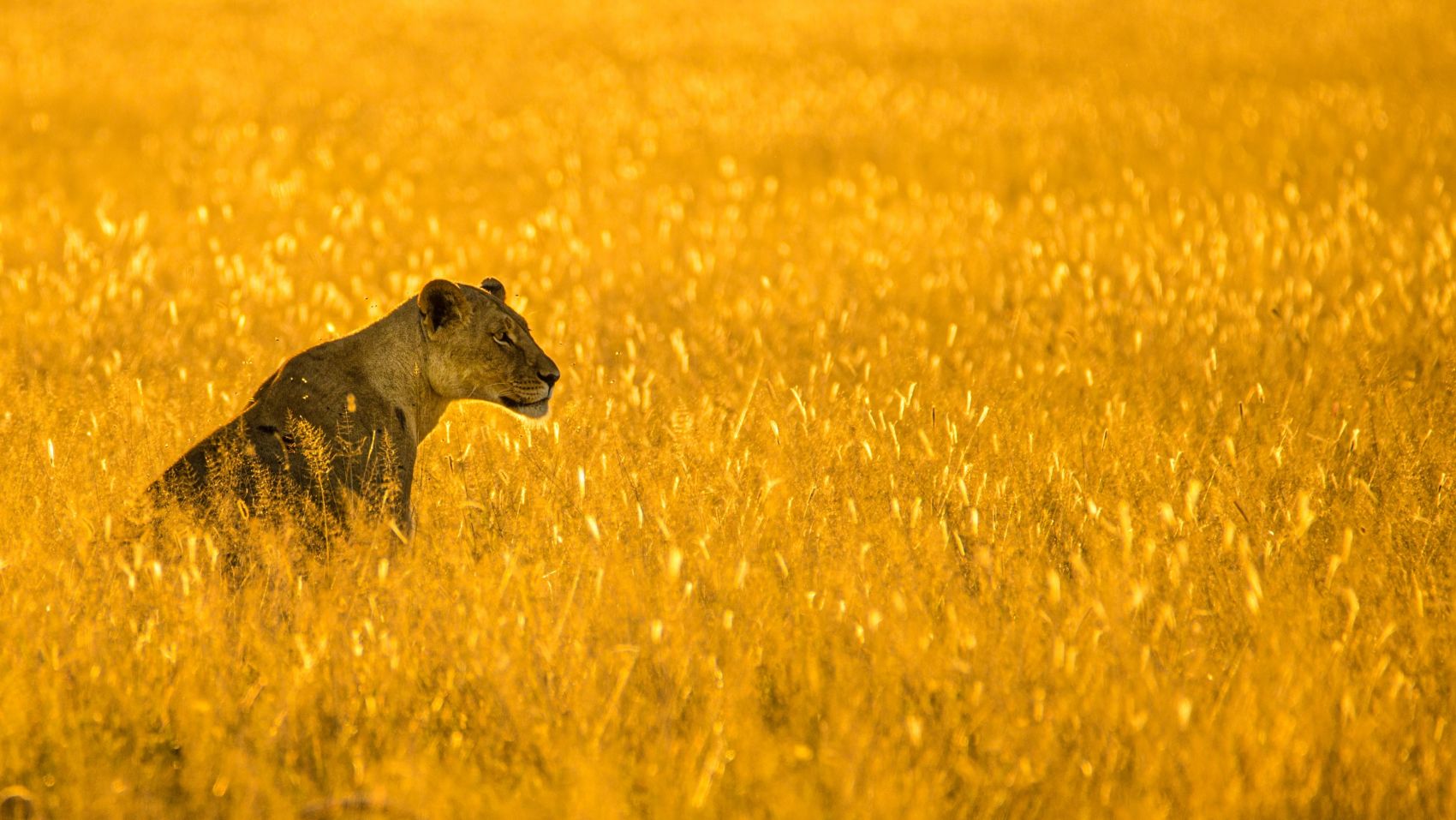 马赛马拉国家保护区里的非洲狮，肯尼亚 (© Daniel J Cox/Getty Images)