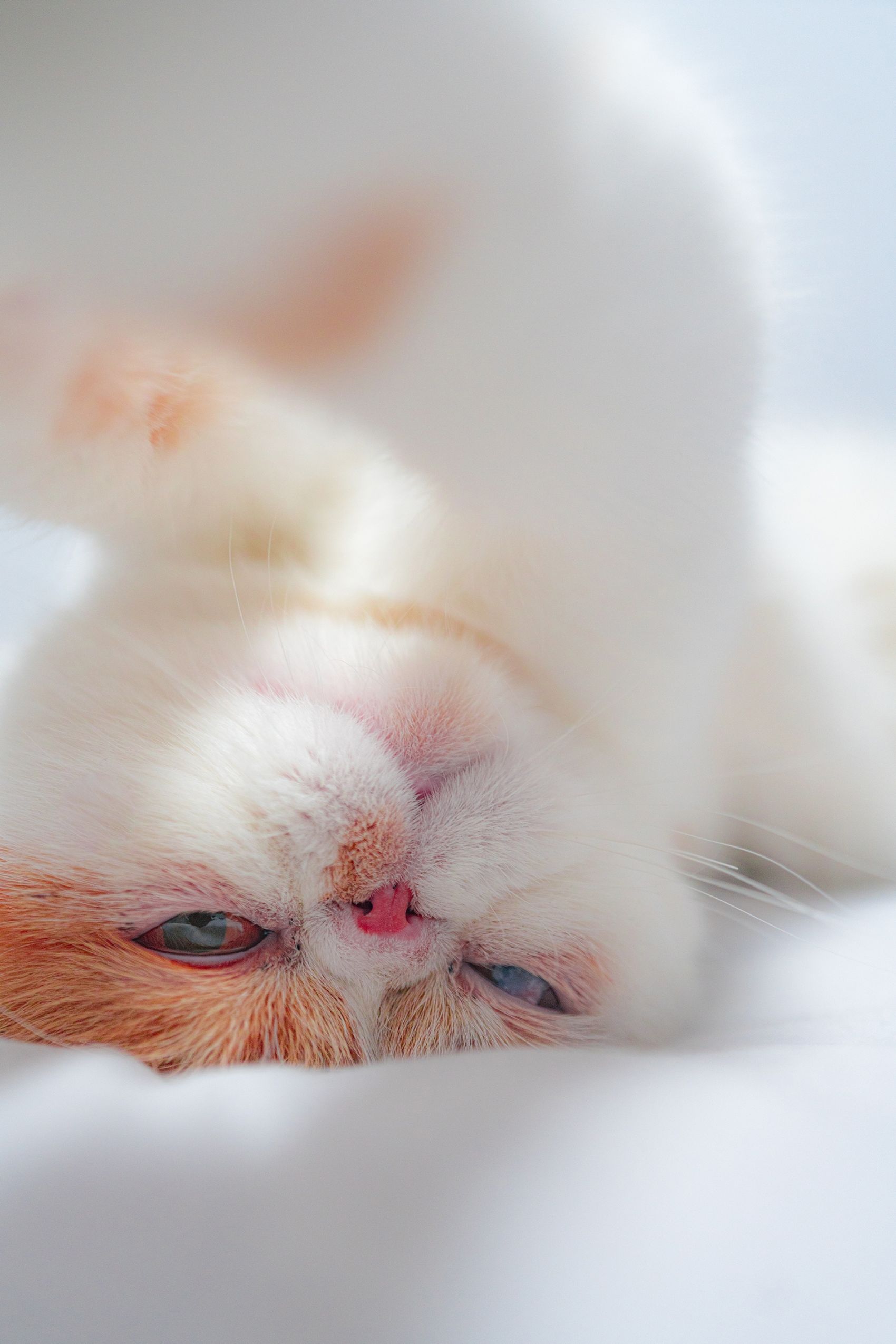 躺在沙发上的白猫 欧莱凯设计网 08php Com