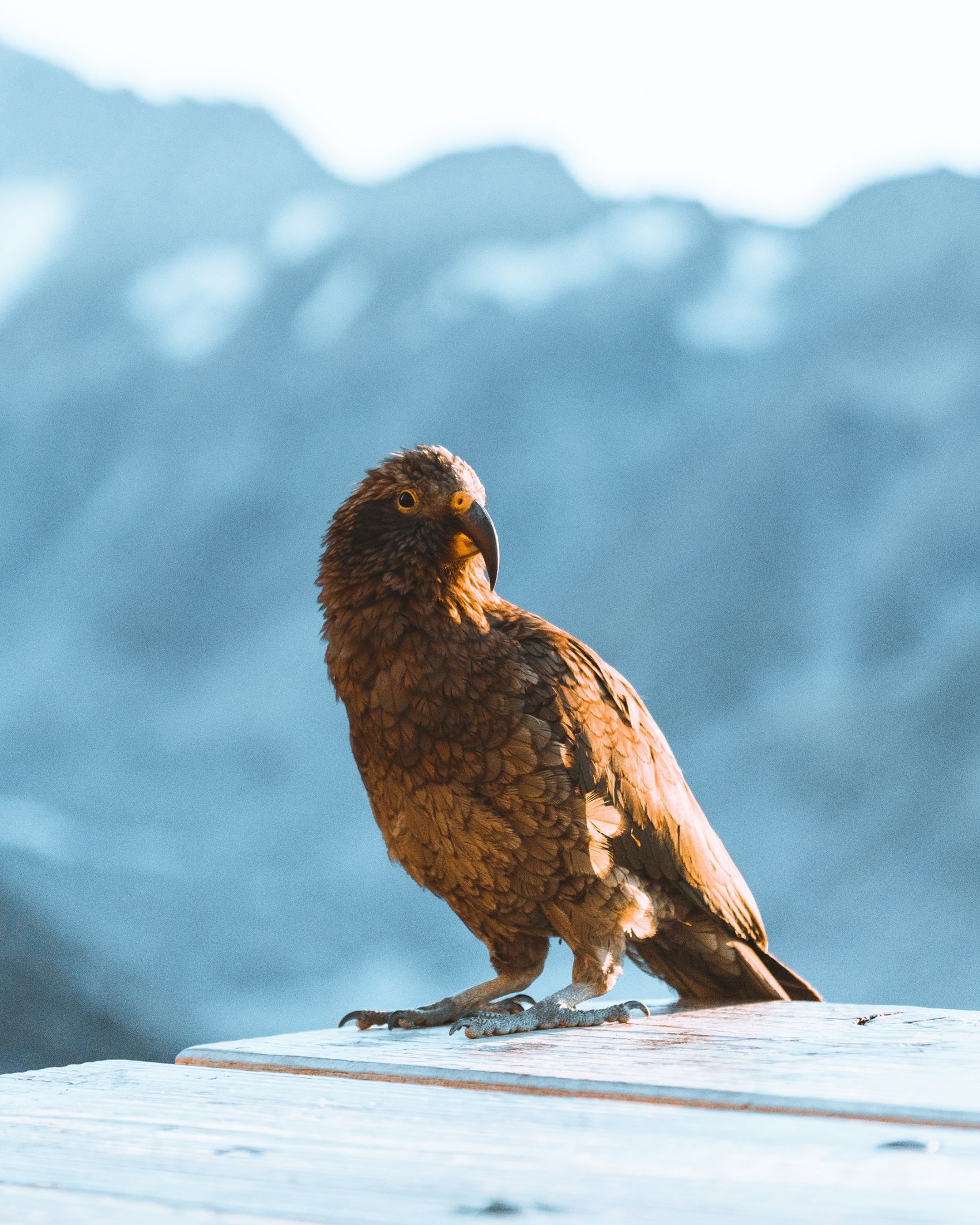 食肉鹦鹉鸟图片