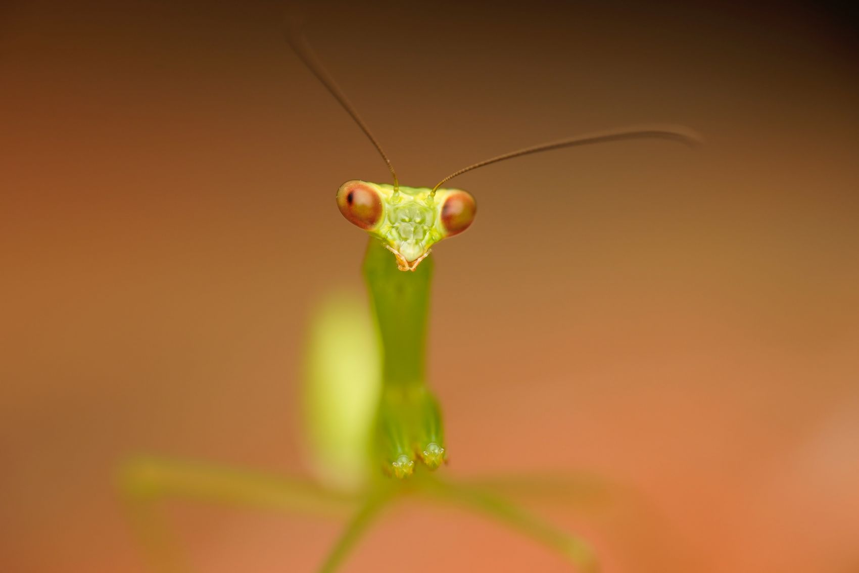 绿色螳螂昆虫图片