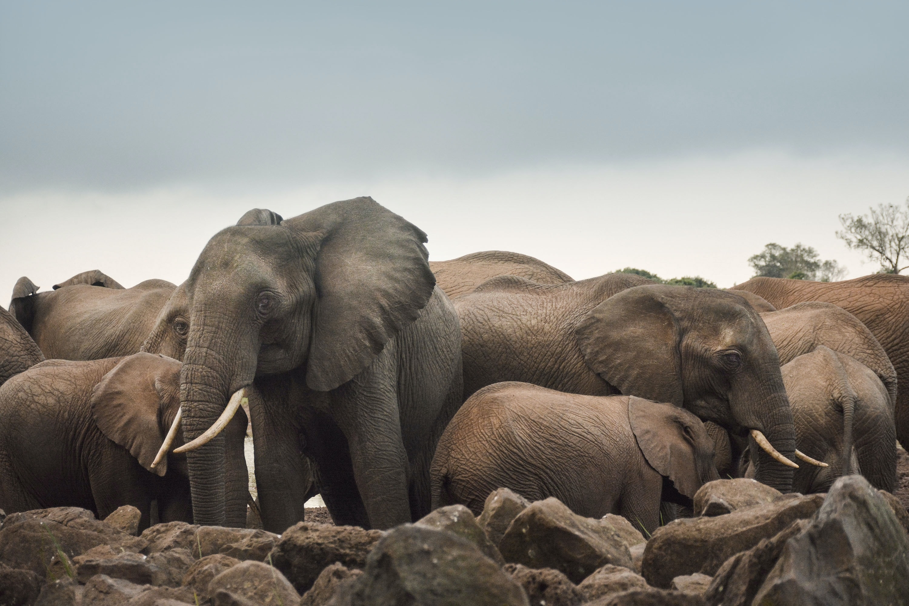 ｢アフリカゾウの家族｣南アフリカ, アドゥ・エレファント国立公園 - Bing™壁紙ギャラリー