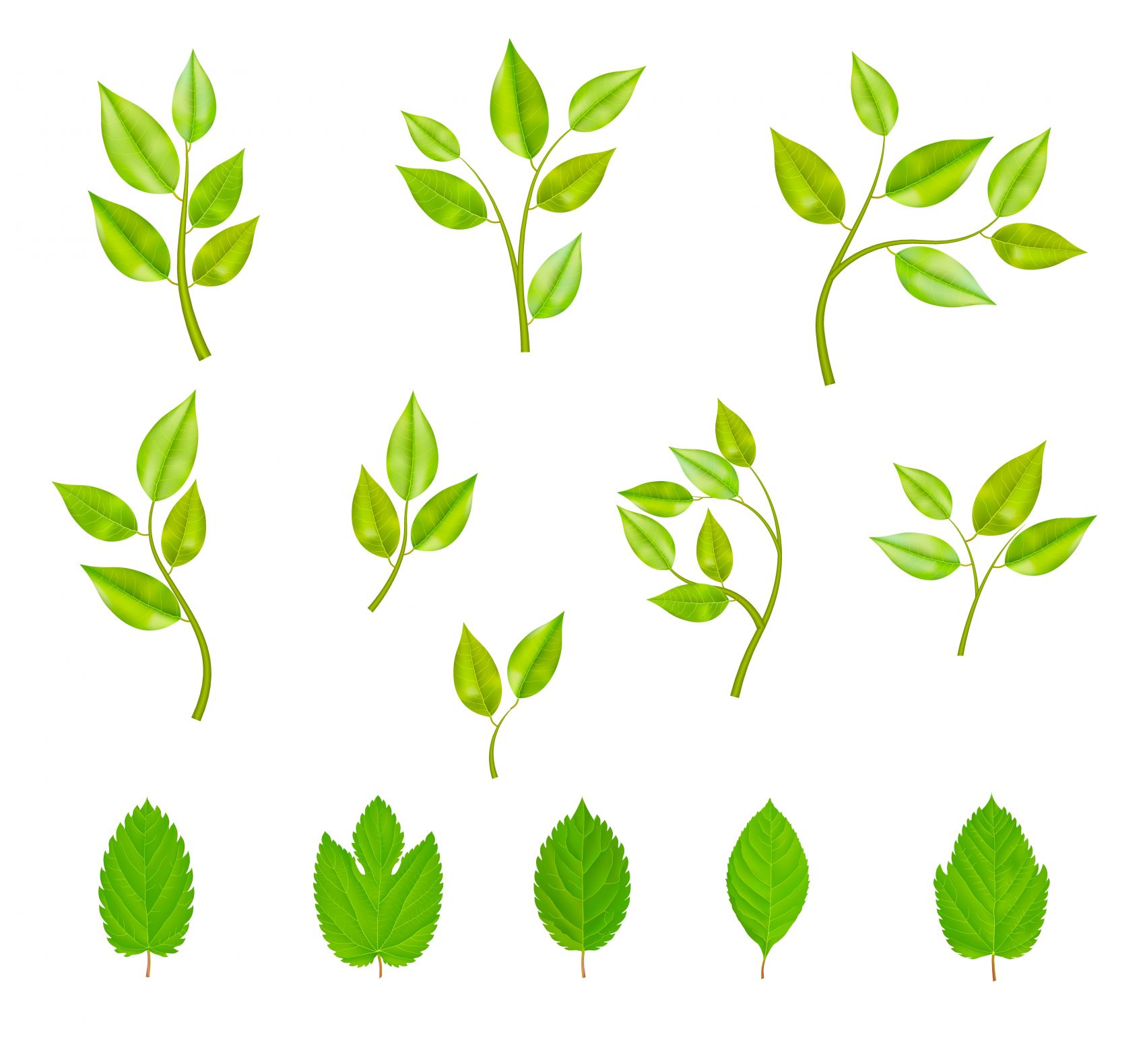 绿色叶子植物素材图片