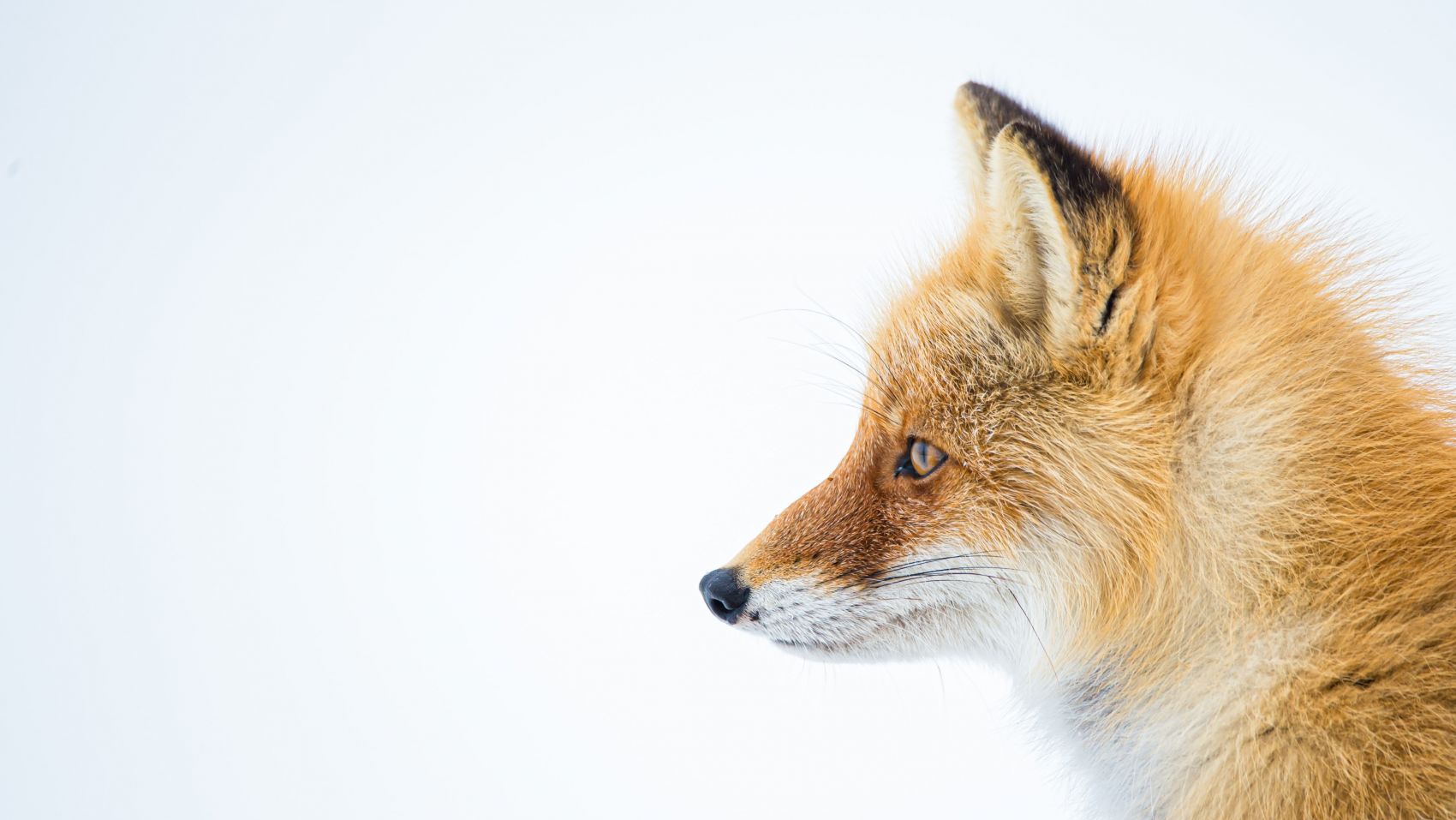 北极狐动物侧面图 手机移动版