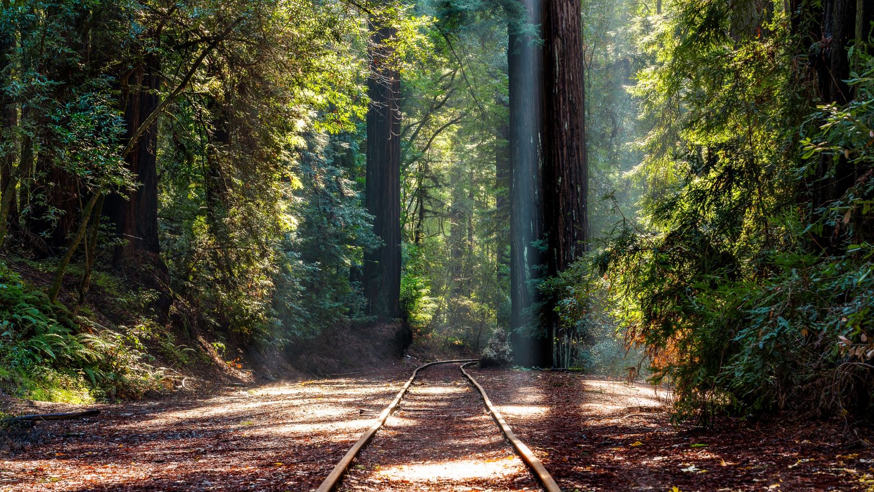 阳光明媚的秋季森林铁路图片