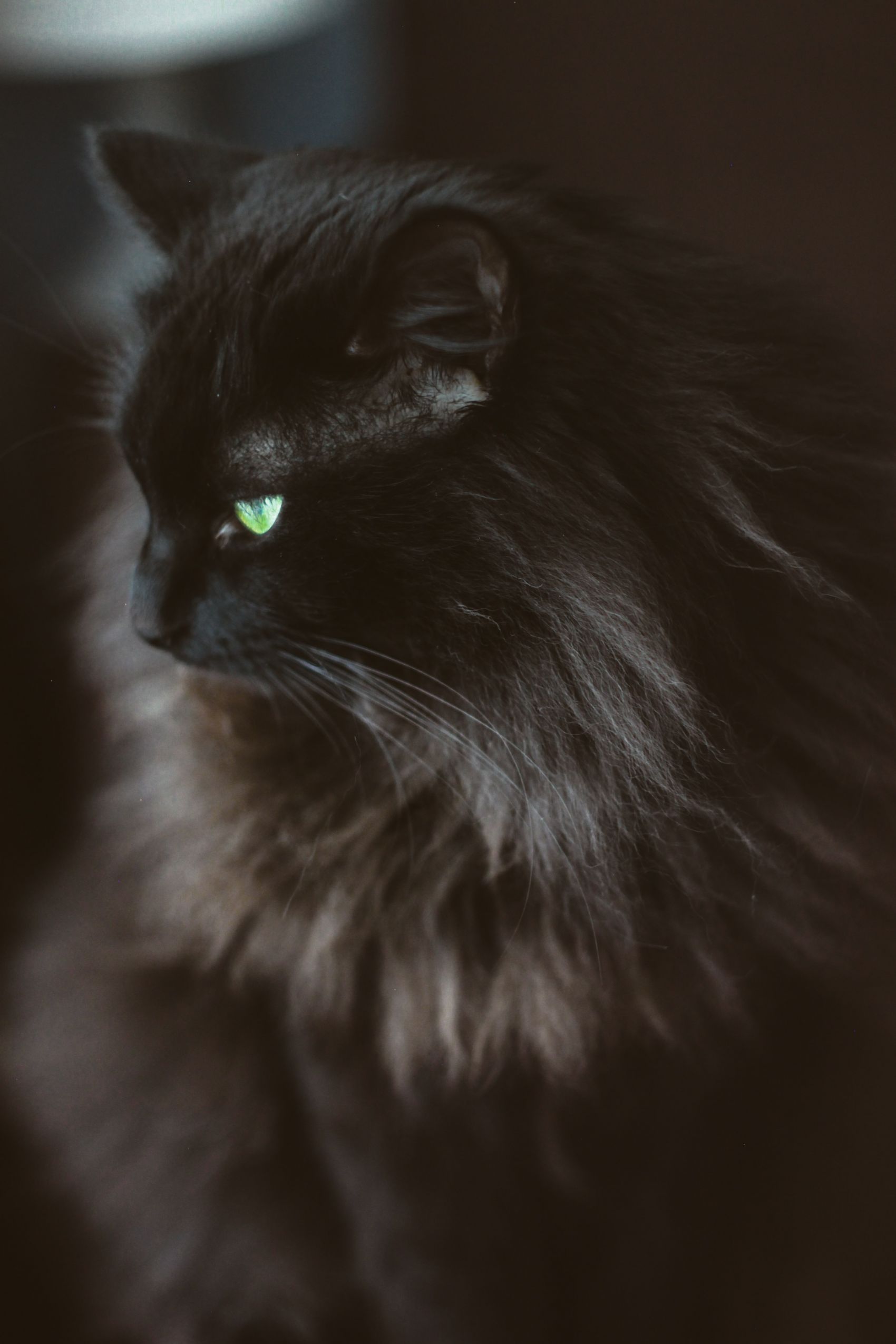 黑暗中的黑猫