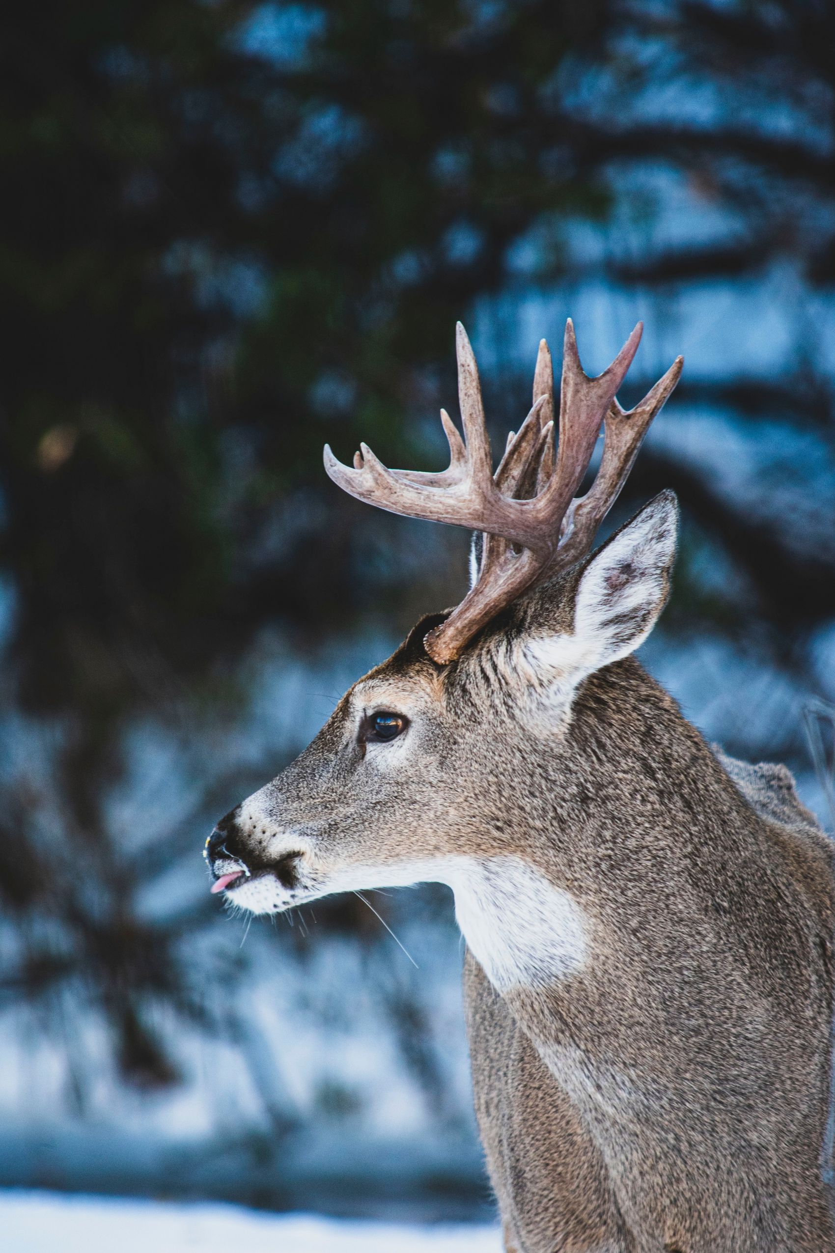 冬季白尾鹿图片图片