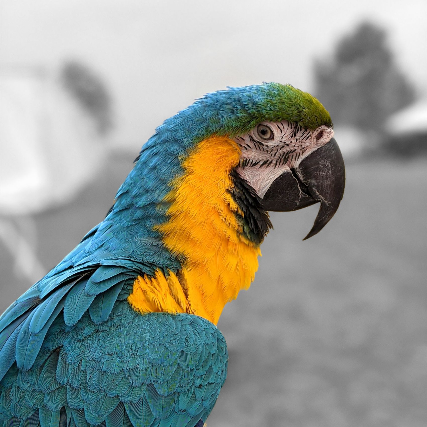 鹦鹉 鸟 动物 - Pixabay上的免费照片 - Pixabay