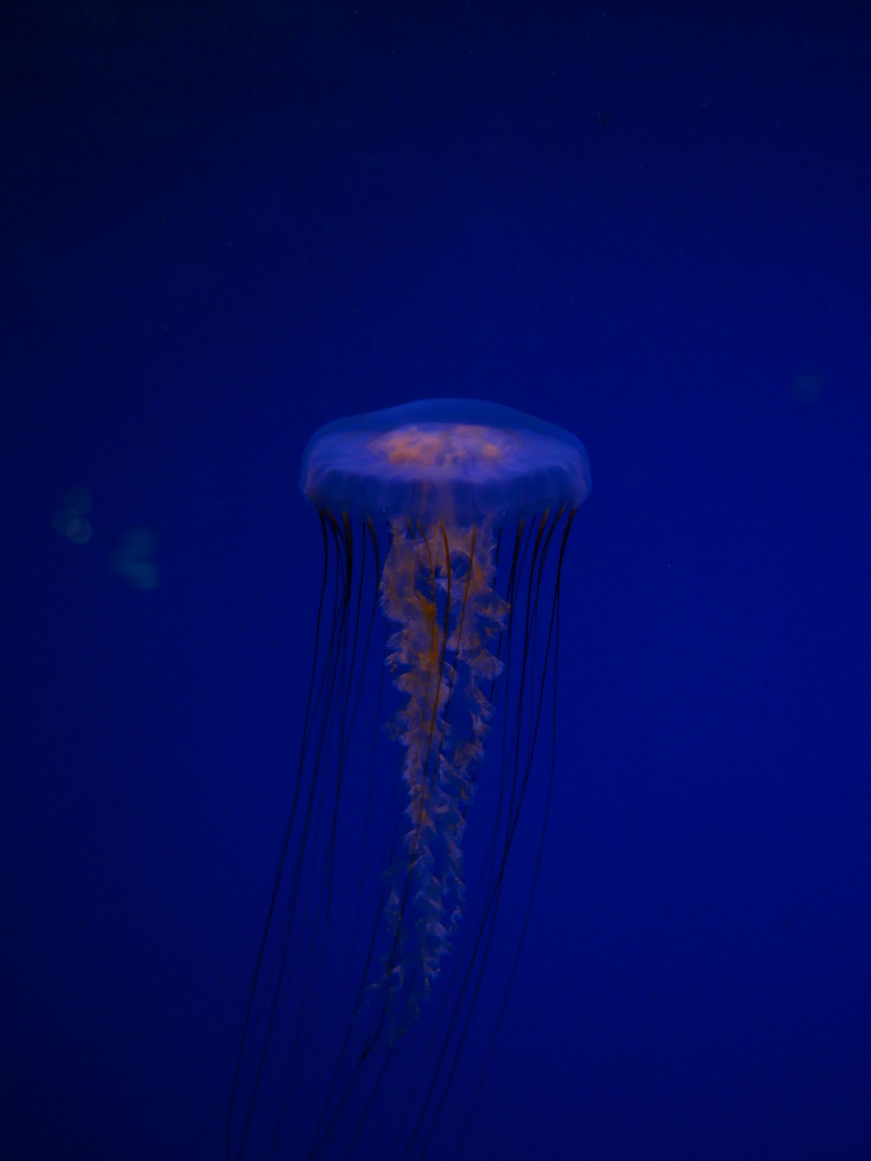 蓝色夜光水母图片