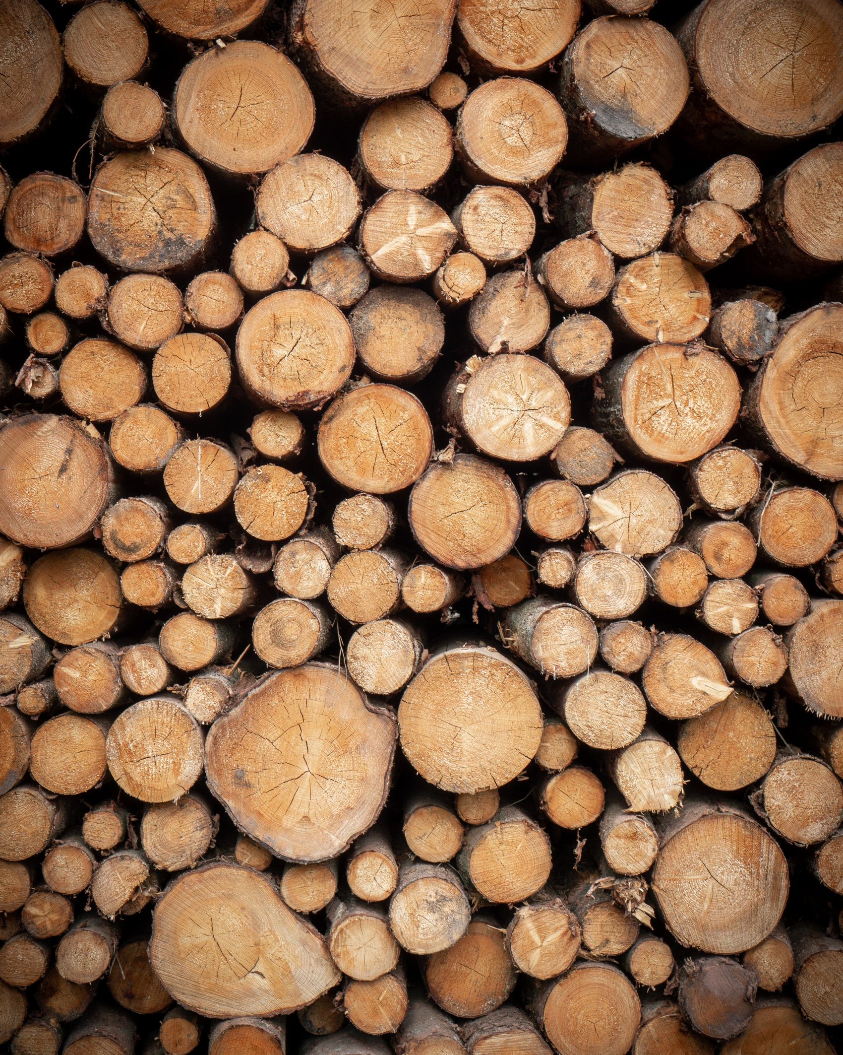 批发 日本造型黑松 别墅 绿化工程用造型乔木 精品 产地福建漳州-阿里巴巴