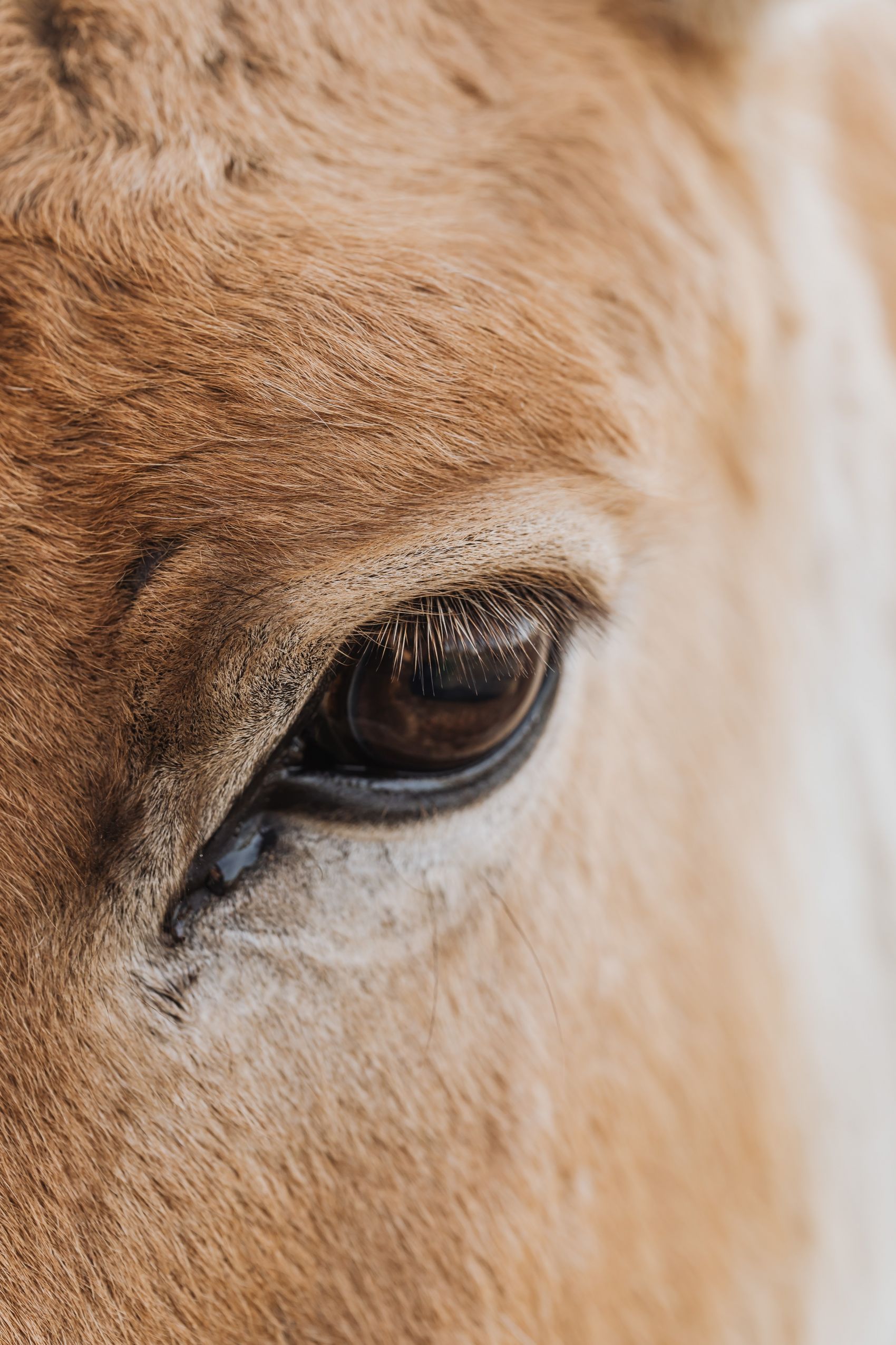 马的眼睛 免费下载照片 | FreeImages