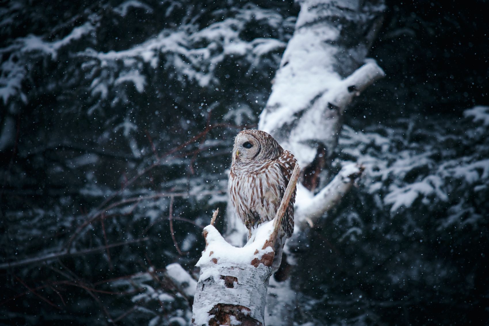 冬季停留在树干上的雪鸮图片